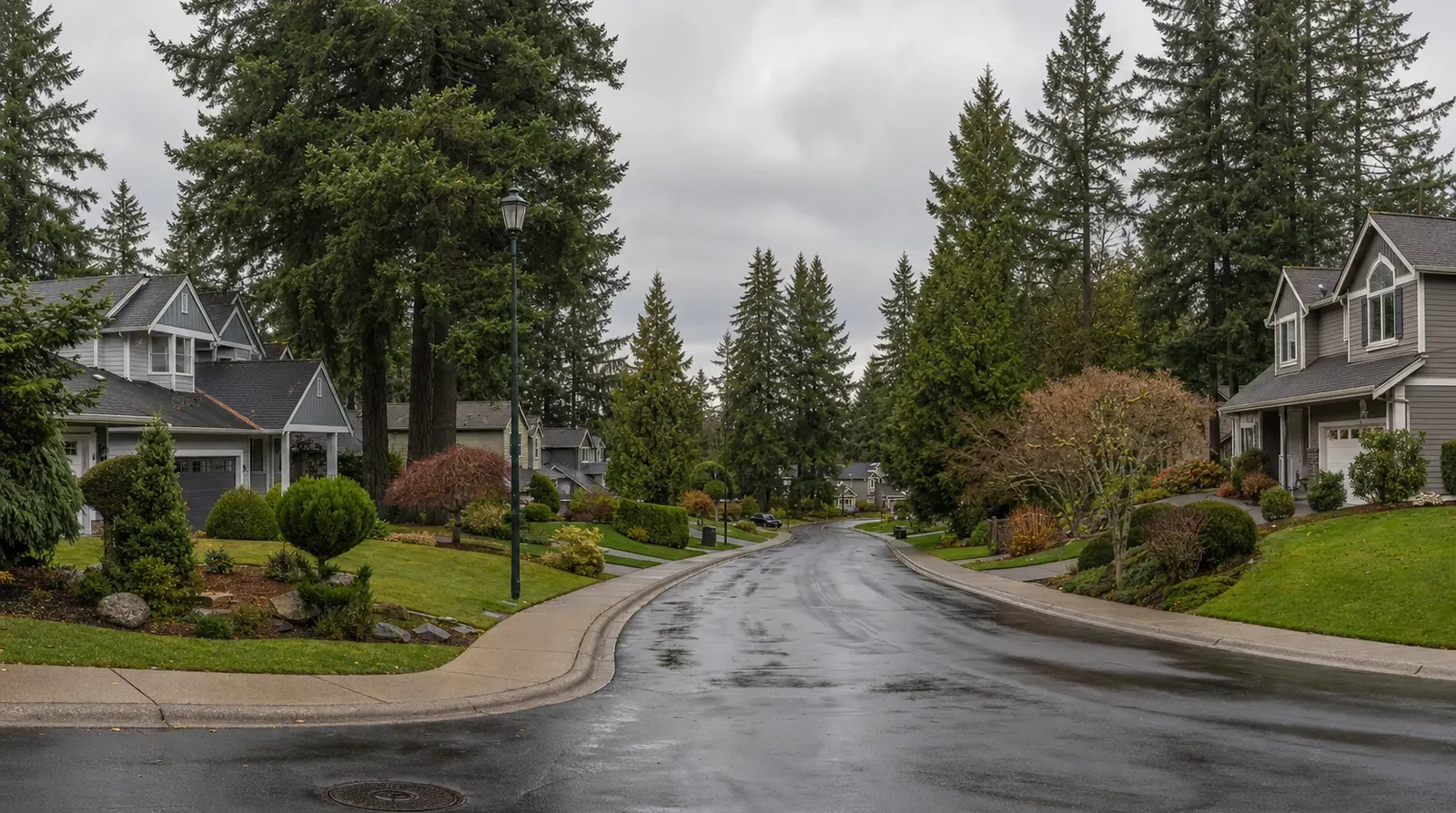 Residential street in Maple Valley, Washington lined with tall evergreen trees and manicured lawns